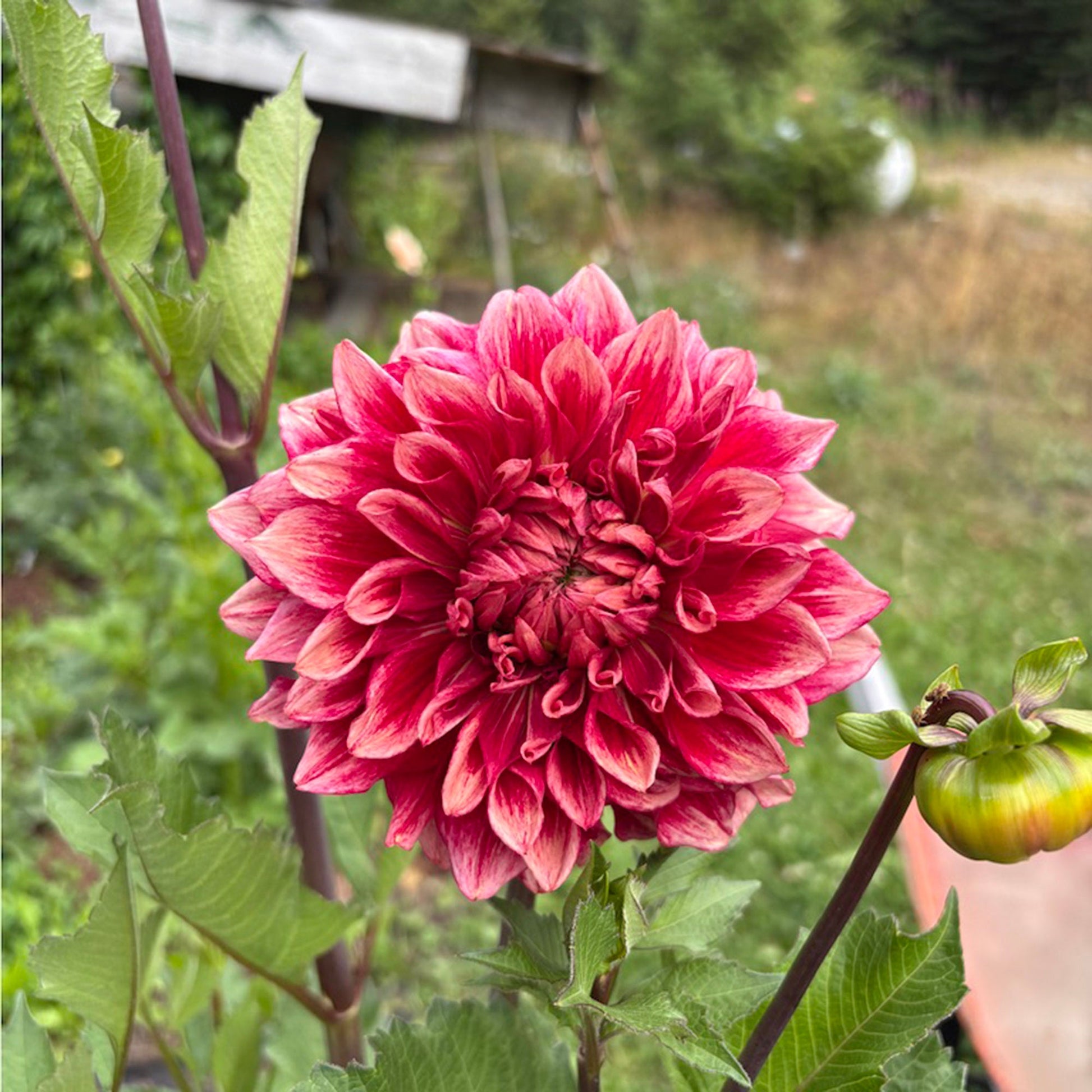Bloomquist York Dahlia Tuber