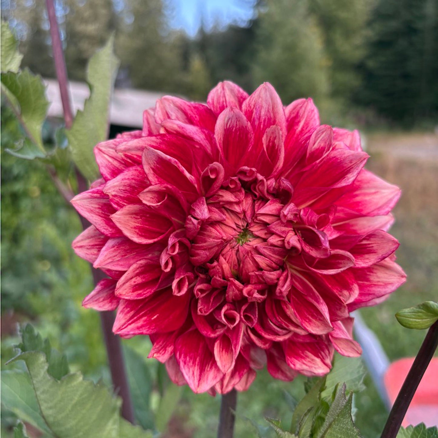 Bloomquist York Dahlia Tuber