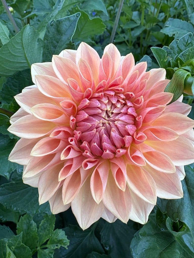 Bloomquist Allan Dahlia Tuber