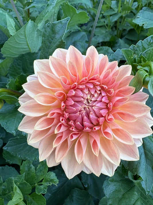Bloomquist Allan Dahlia Tuber