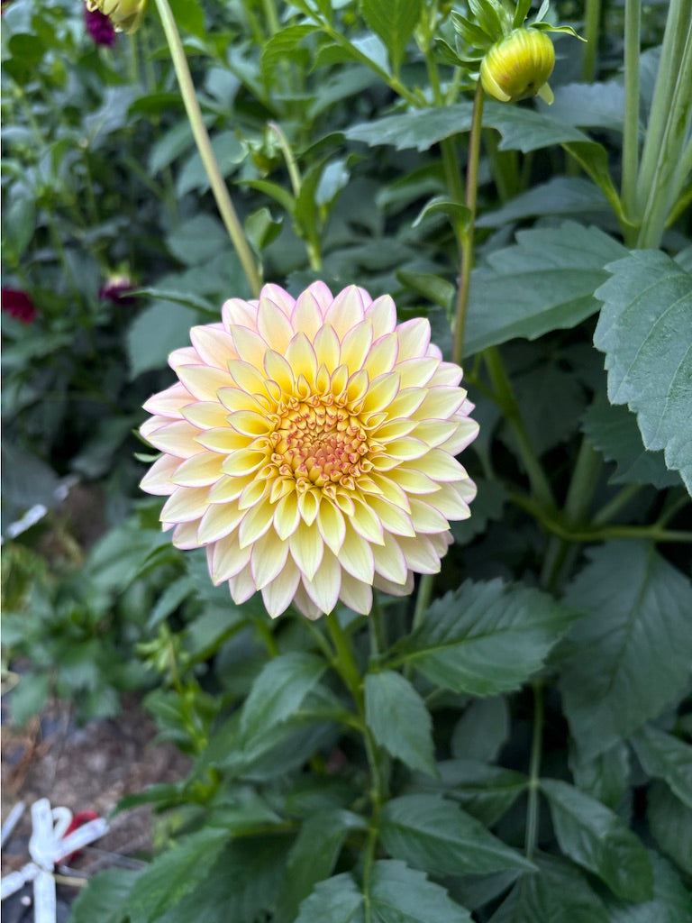 Bloomquist Blush  Dahlia Tuber