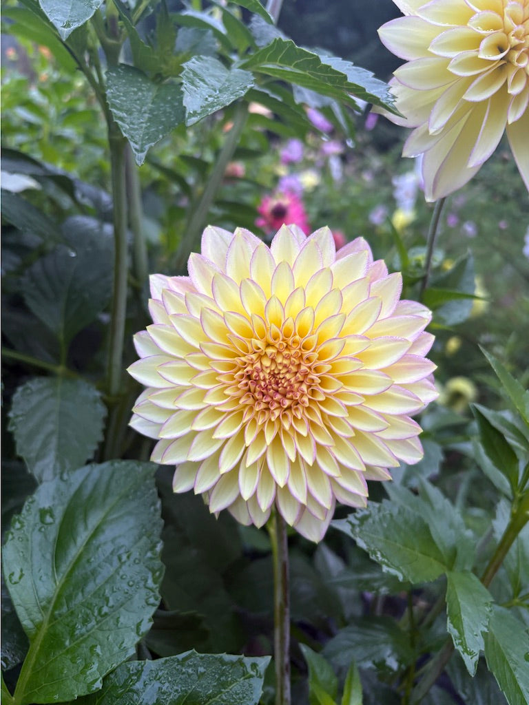 Bloomquist Blush  Dahlia Tuber