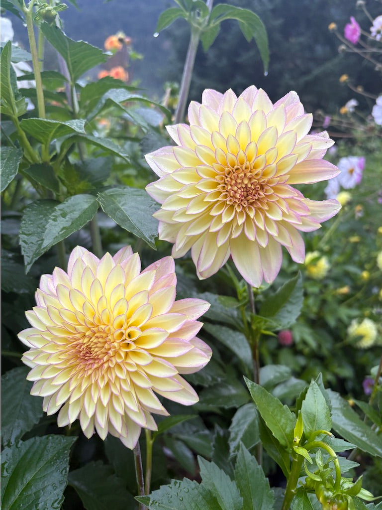 Bloomquist Blush  Dahlia Tuber