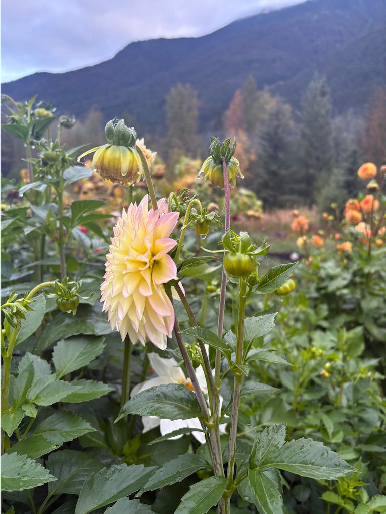 Bloomquist Blush  Dahlia Tuber