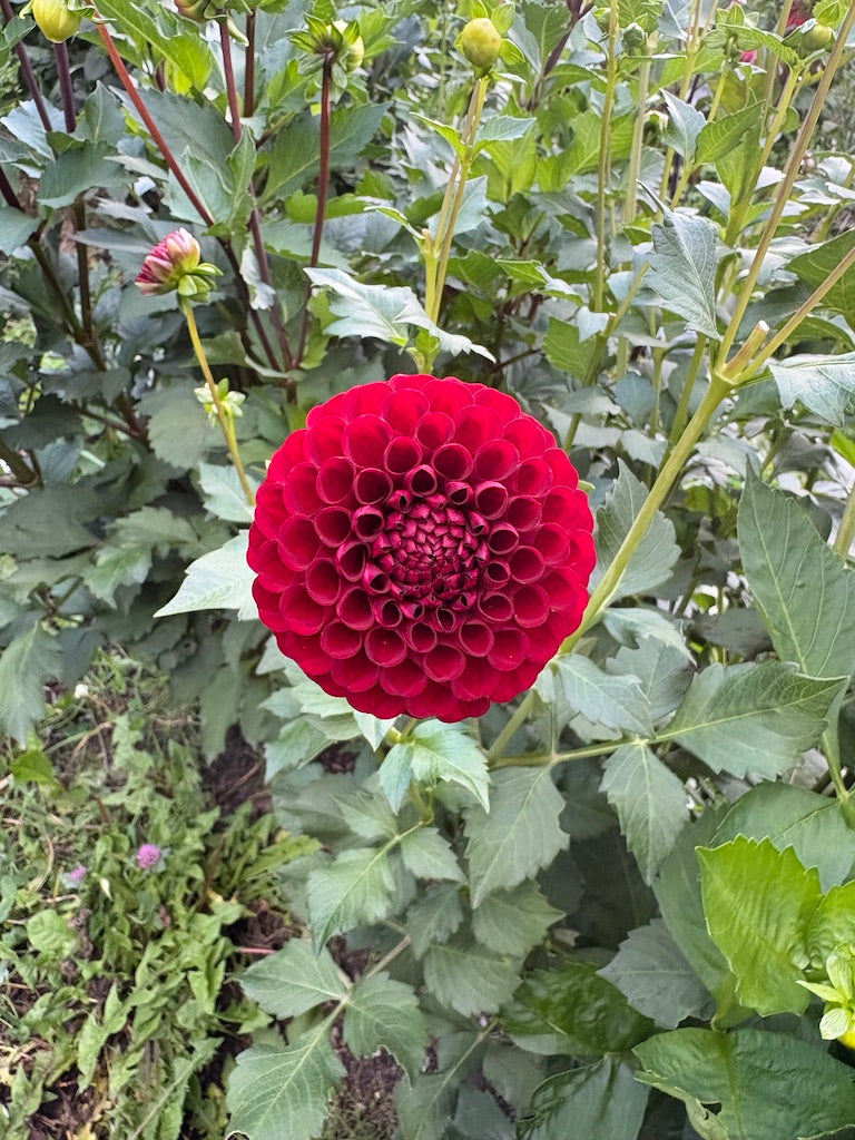 Bloomquist Crave Dahlia Tuber