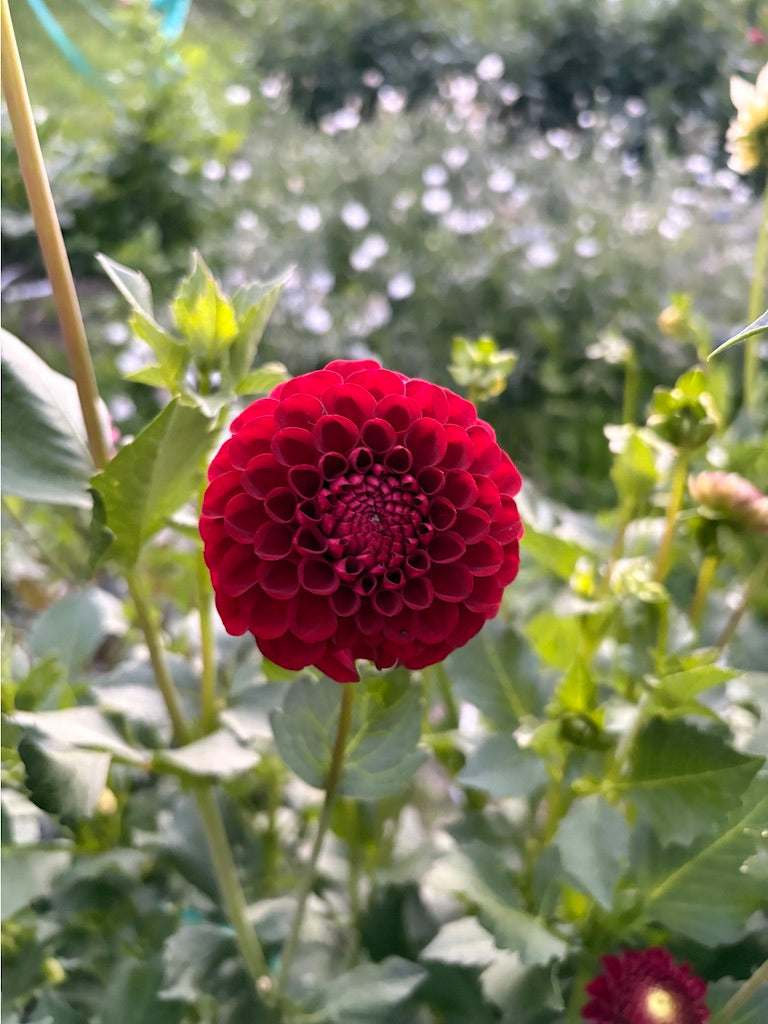 Bloomquist Crave Dahlia Tuber