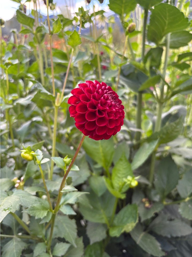 Bloomquist Crave Dahlia Tuber