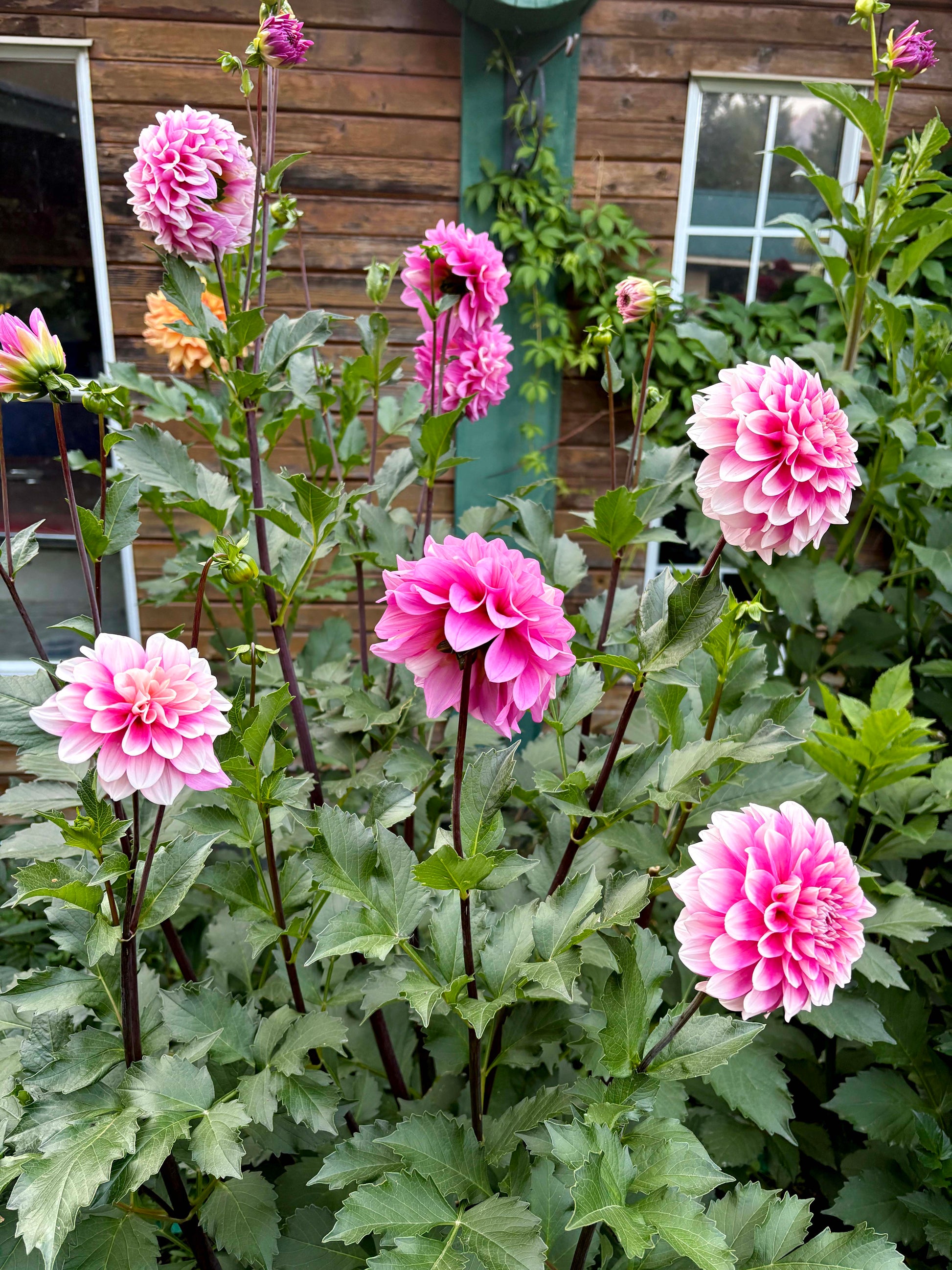 Bowser Denyse Dahlia Tuber