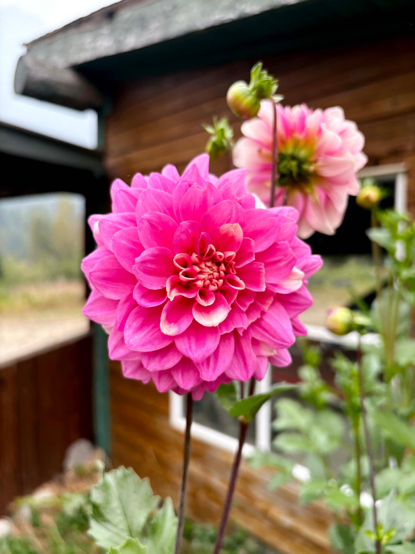 Bowser Denyse Dahlia Tuber