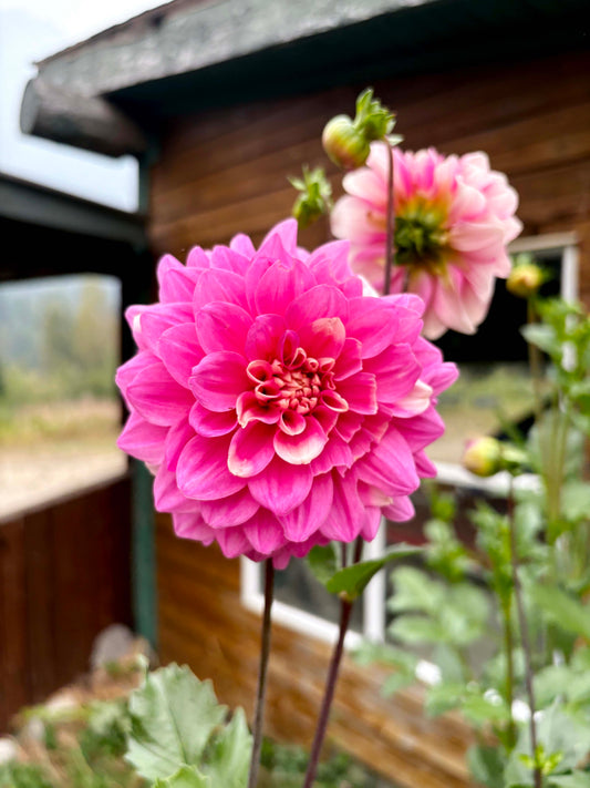 Bowser Denyse Dahlia Tuber