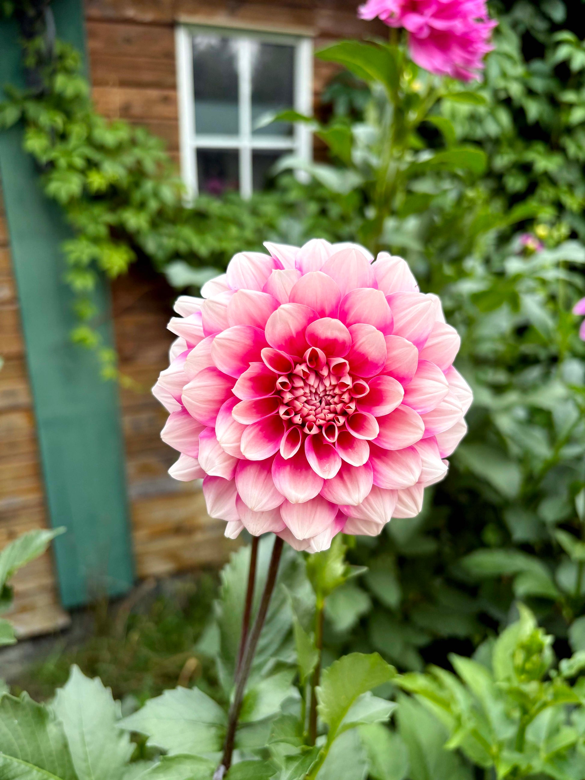 Bowser Denyse Dahlia Tuber