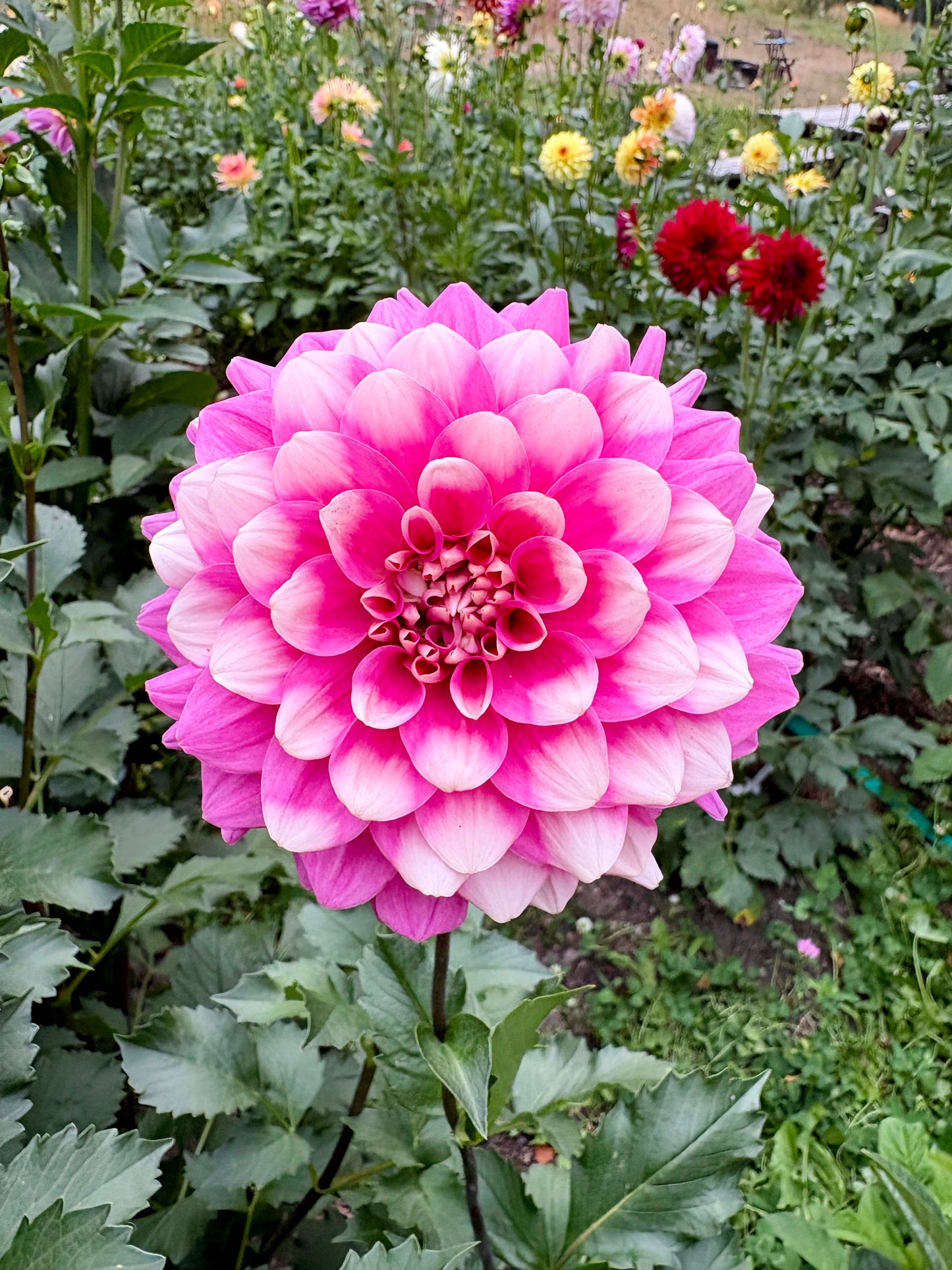 Bowser Denyse Dahlia Tuber