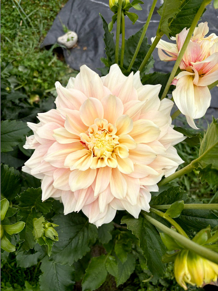Breakout Dahlia Tuber