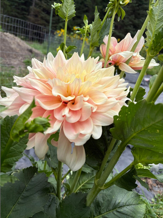 Breakout Dahlia Tuber