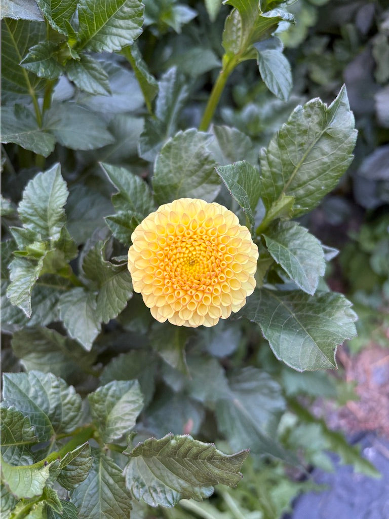 Buttercup Dahlia Tuber