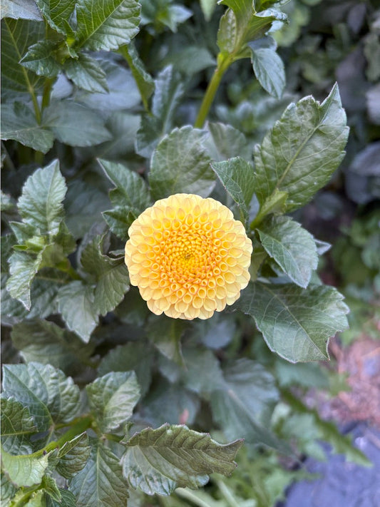 Buttercup Dahlia Tuber