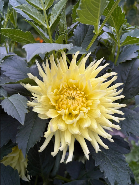 CB Soft Sun Dahlia Tuber