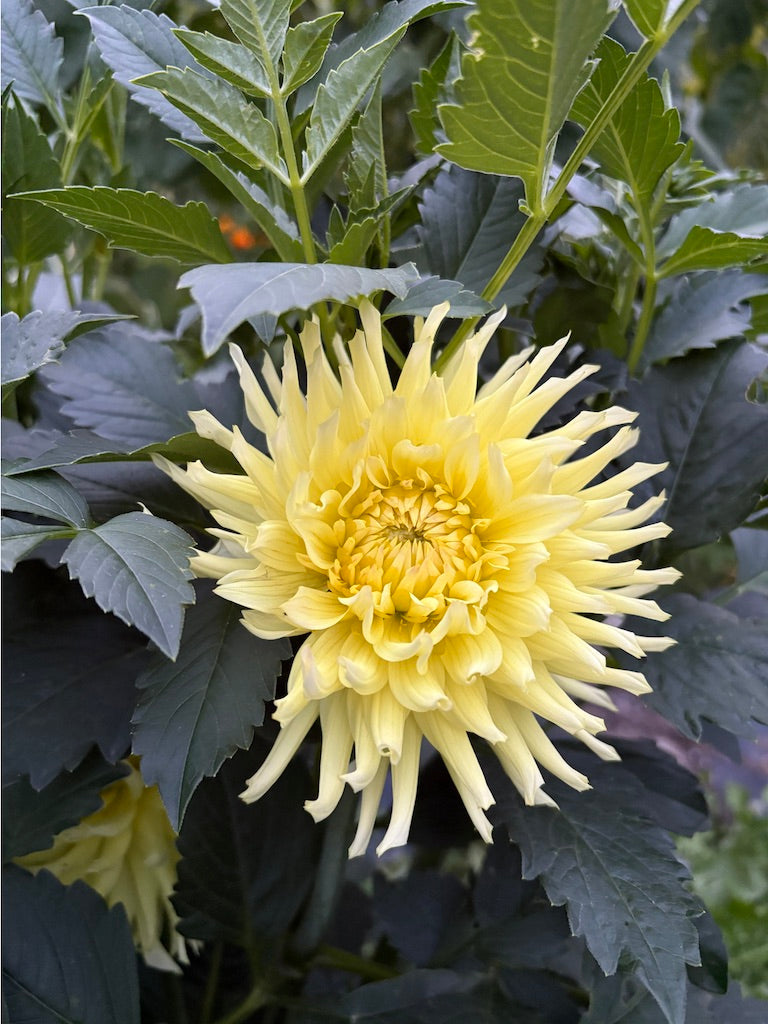 CB Soft Sun Dahlia Tuber