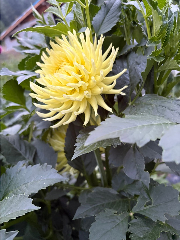 CB Soft Sun Dahlia Tuber 