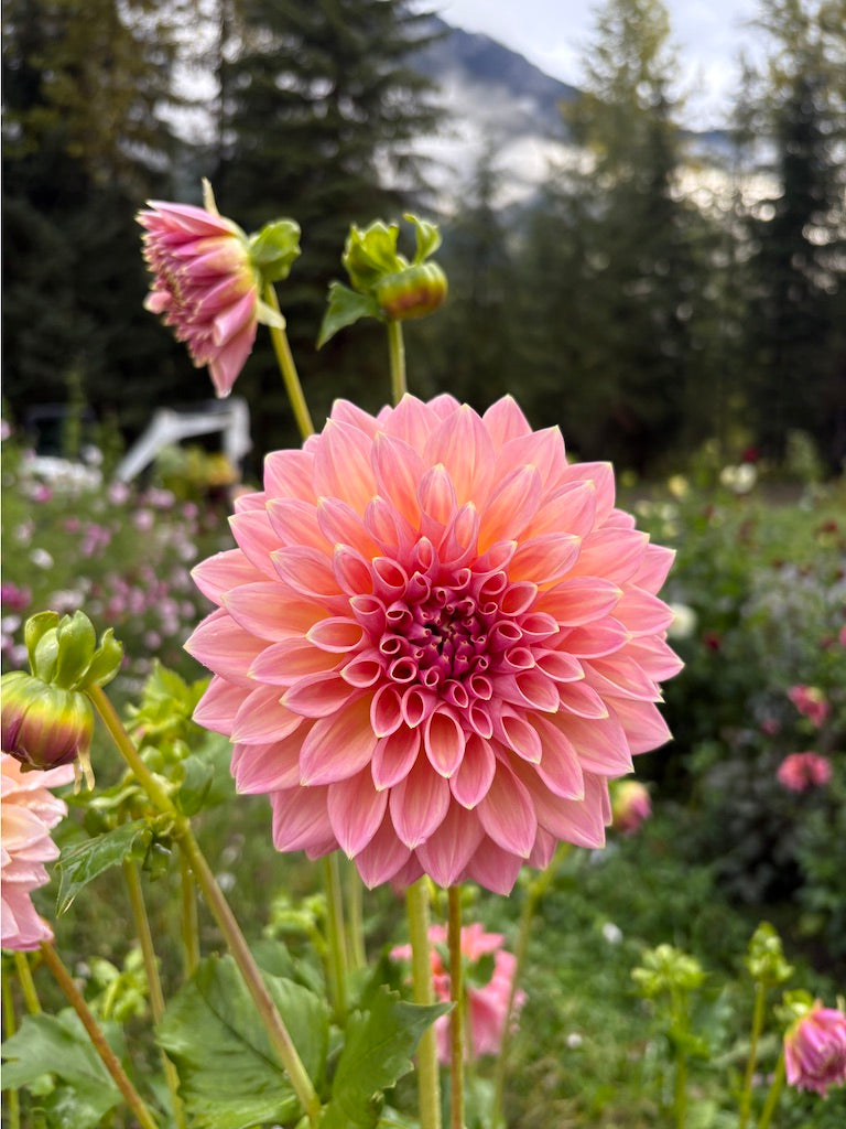 Castle Drive Dahlia Tuber