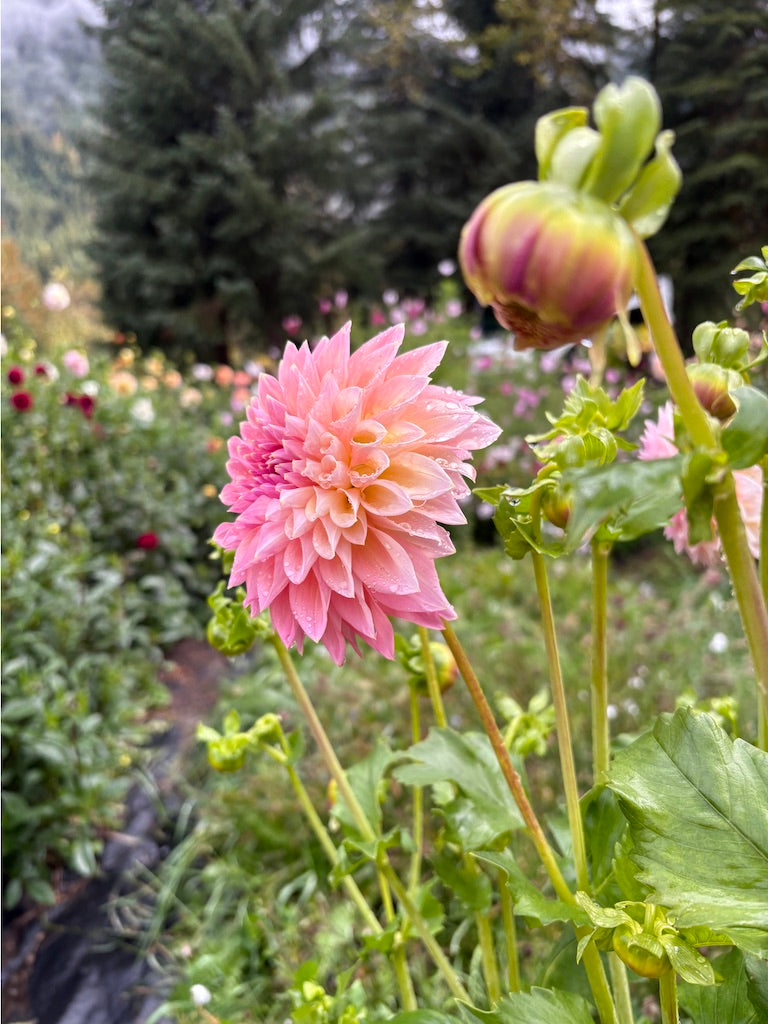 Castle Drive Dahlia Tuber