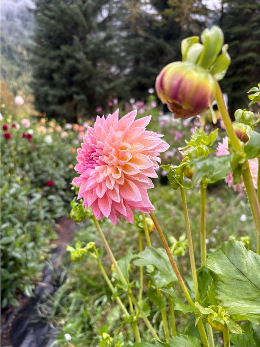 Castle Drive Dahlia Tuber