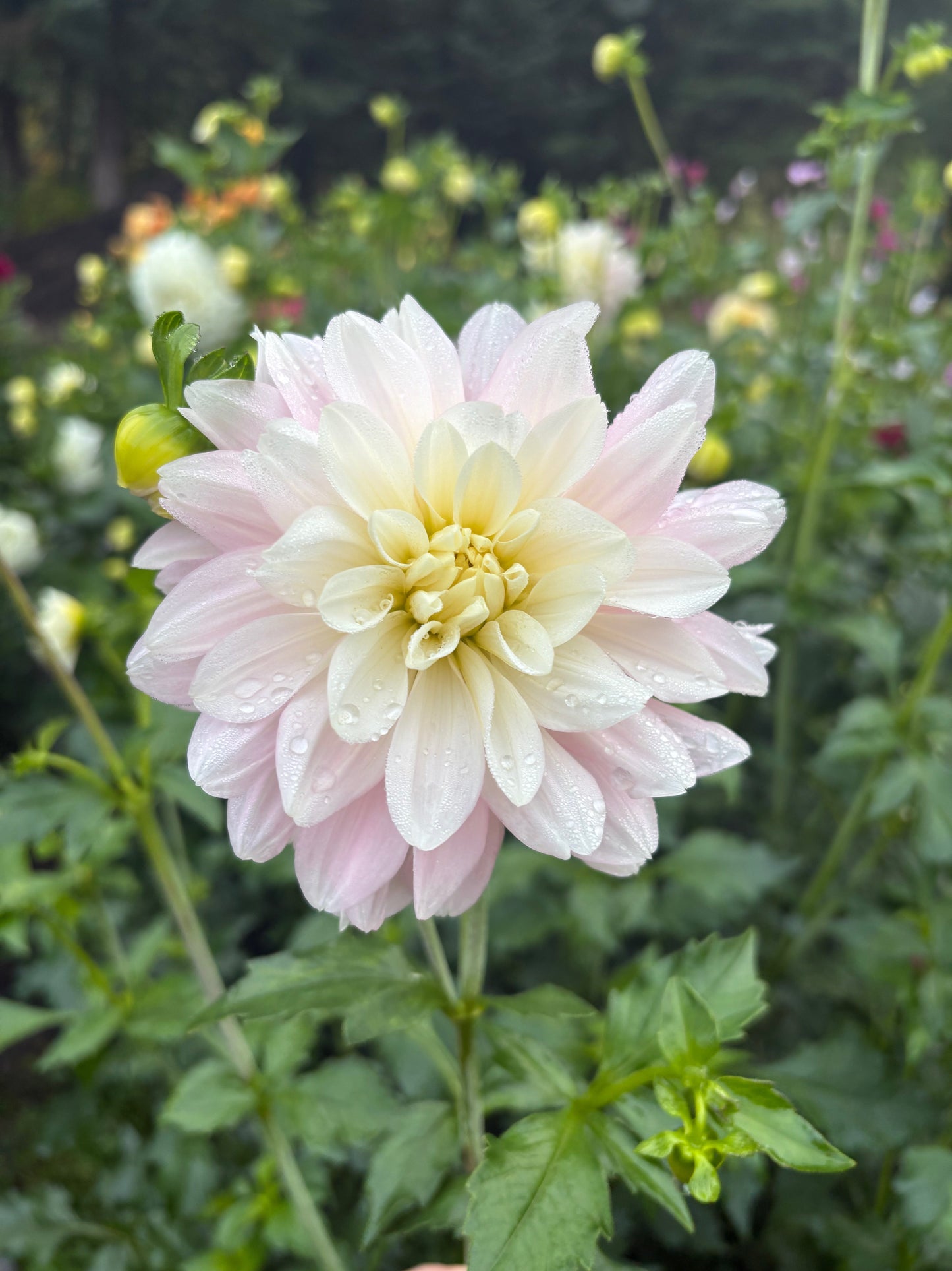 Chilson's Pride