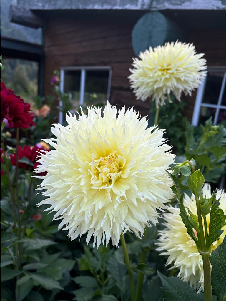 Citron Du Cup Dahlia Tuber