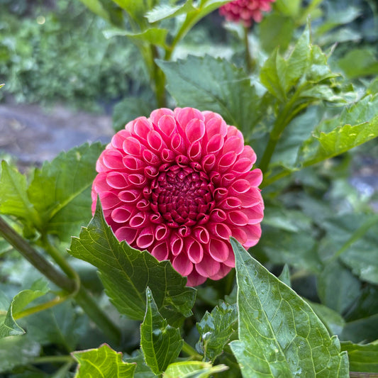Ferncliff Kathleen Dahlia Tuber