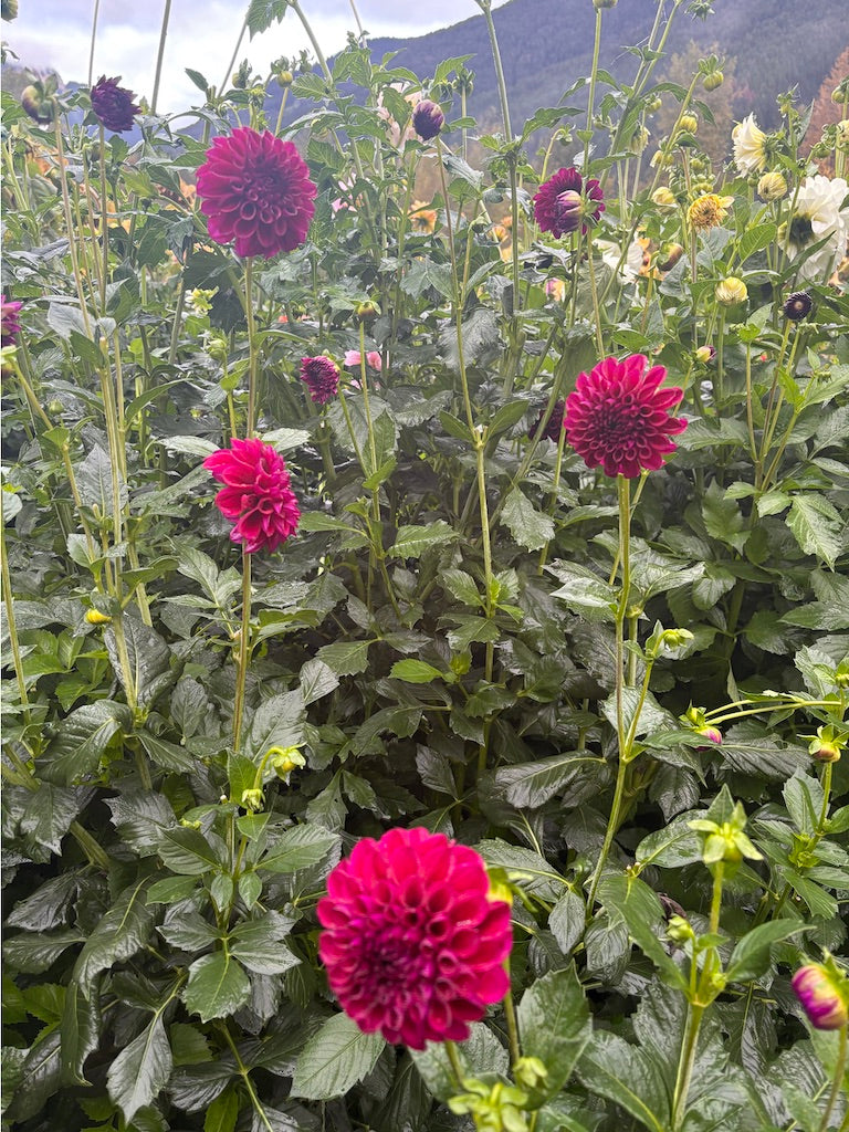 Ferncliff Black Cherry Dahlia Tuber