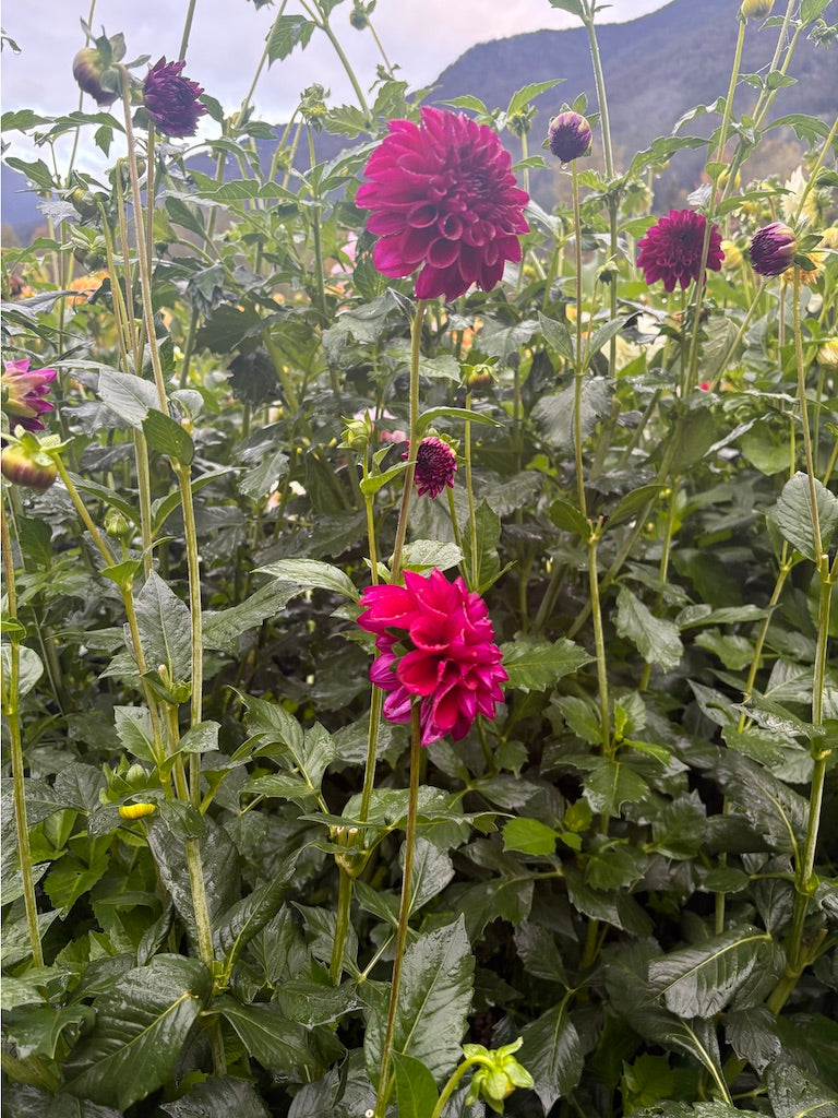 Ferncliff Black Cherry Dahlia Tuber