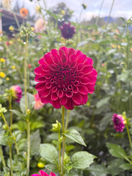 Ferncliff Black Cherry Dahlia Tuber