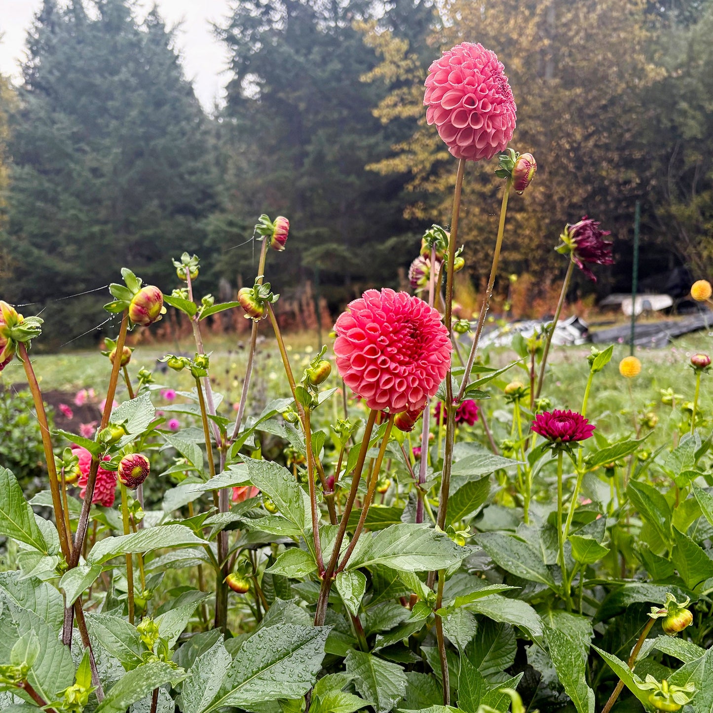 Ferncliff Kathleen Dahlia Tuber