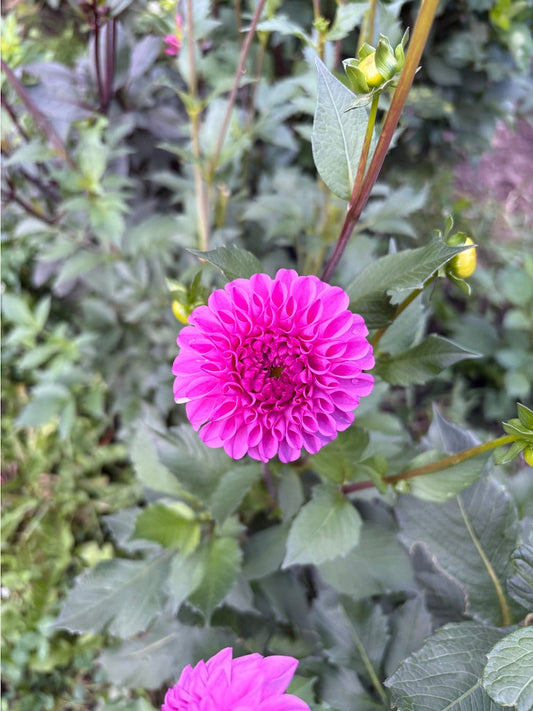 Ferncliff Violet Dahlia Tuber