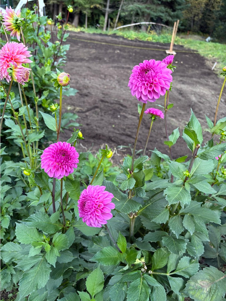 Ferncliff Violet Dahlia Tuber