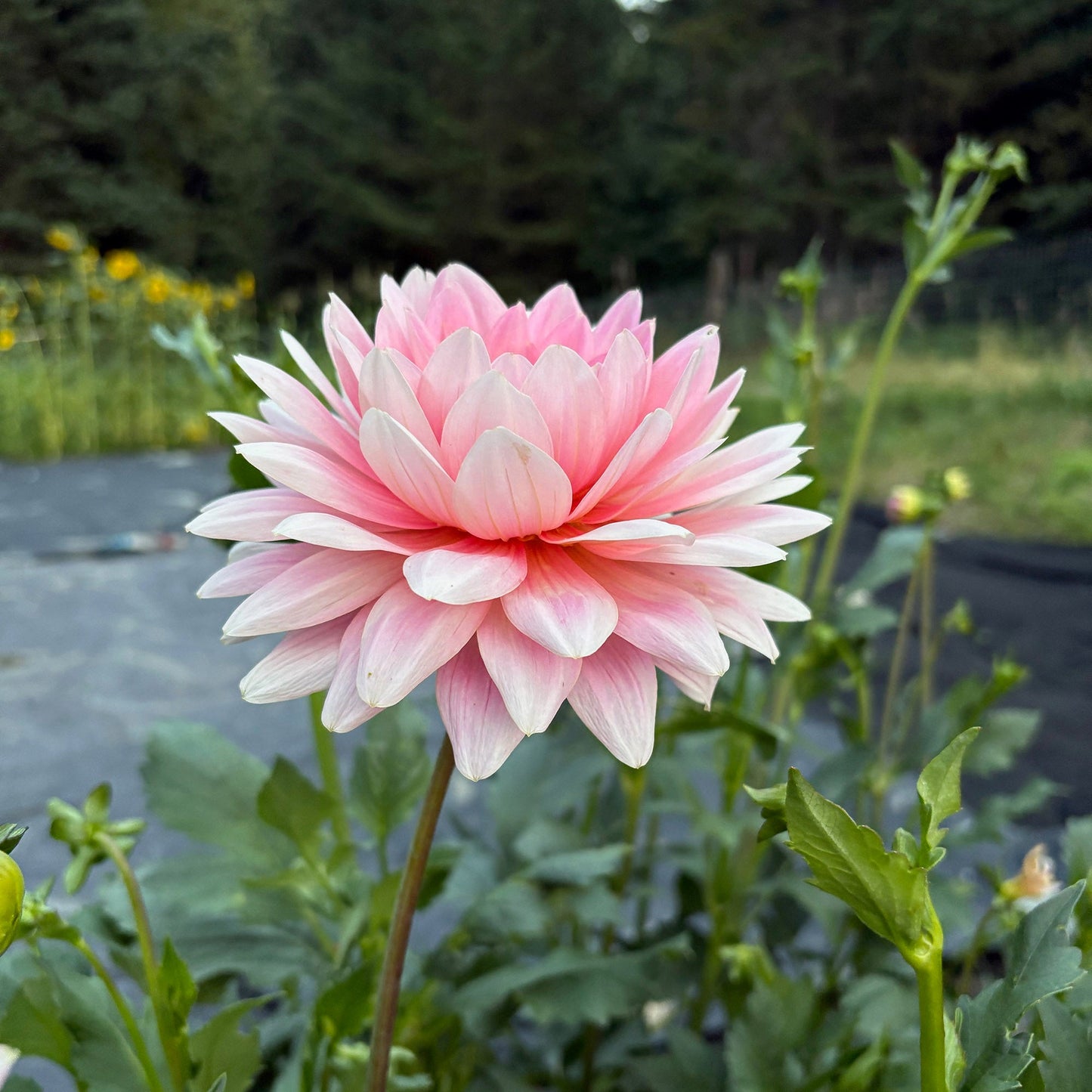 Gerri Hoek Dahlia Tuber