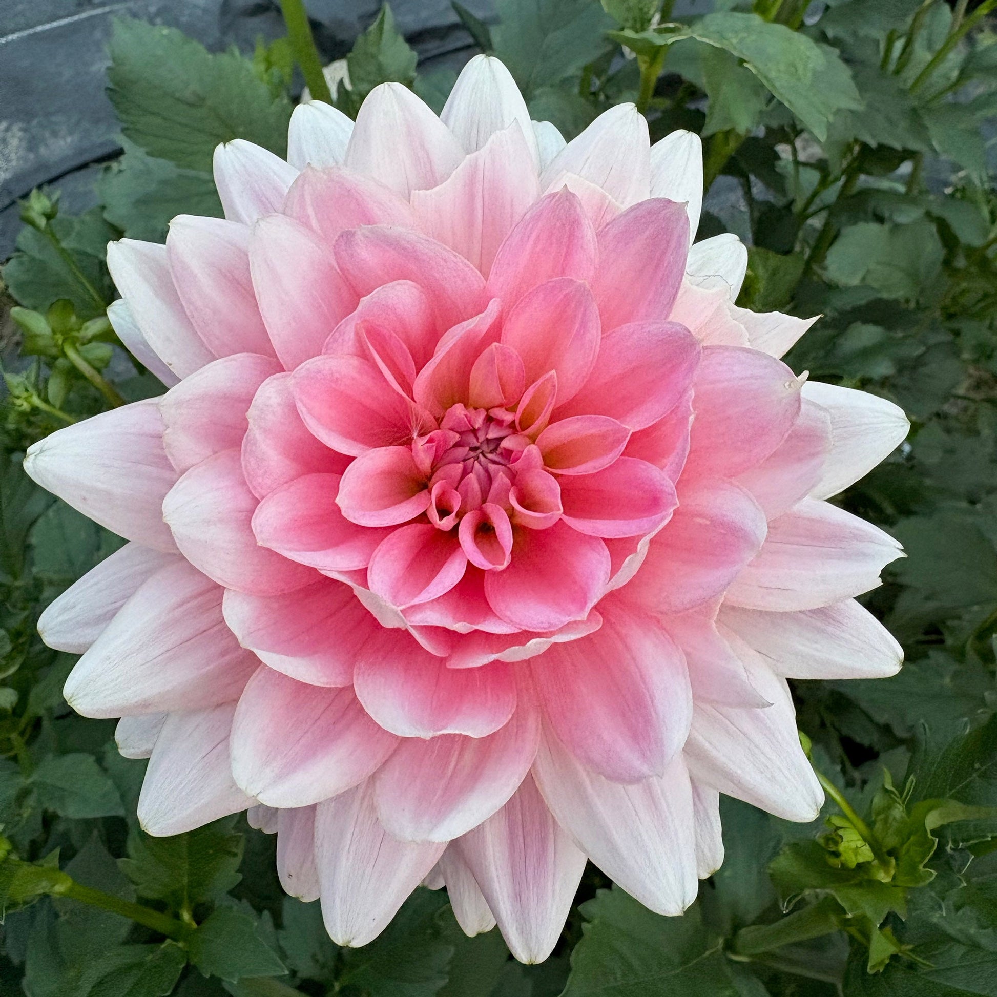 Gerri Hoek Dahlia Tuber