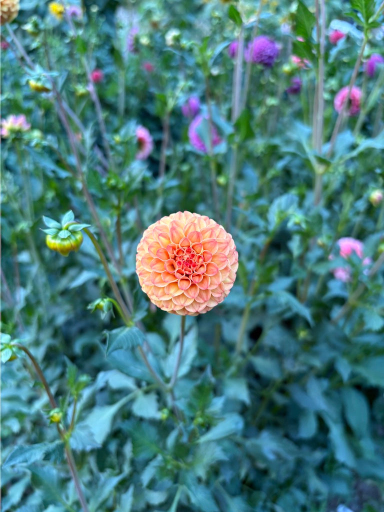 Ginger Willow Dahlia Tuber