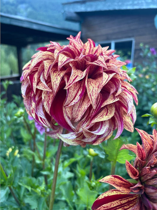 Harvey Koop Dahlia Tuber