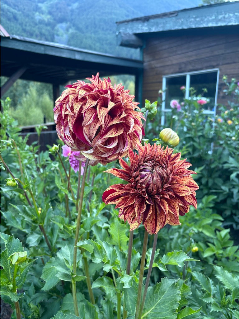 Harvey Koop Dahlia Tuber