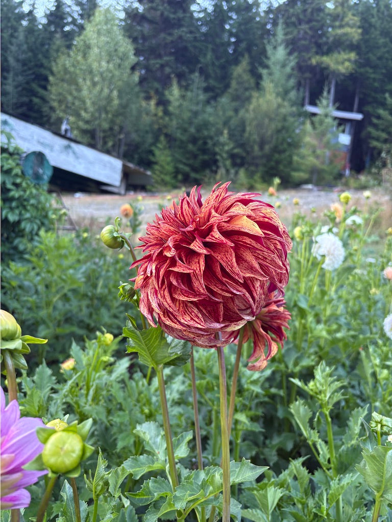 Harvey Koop Dahlia Tuber