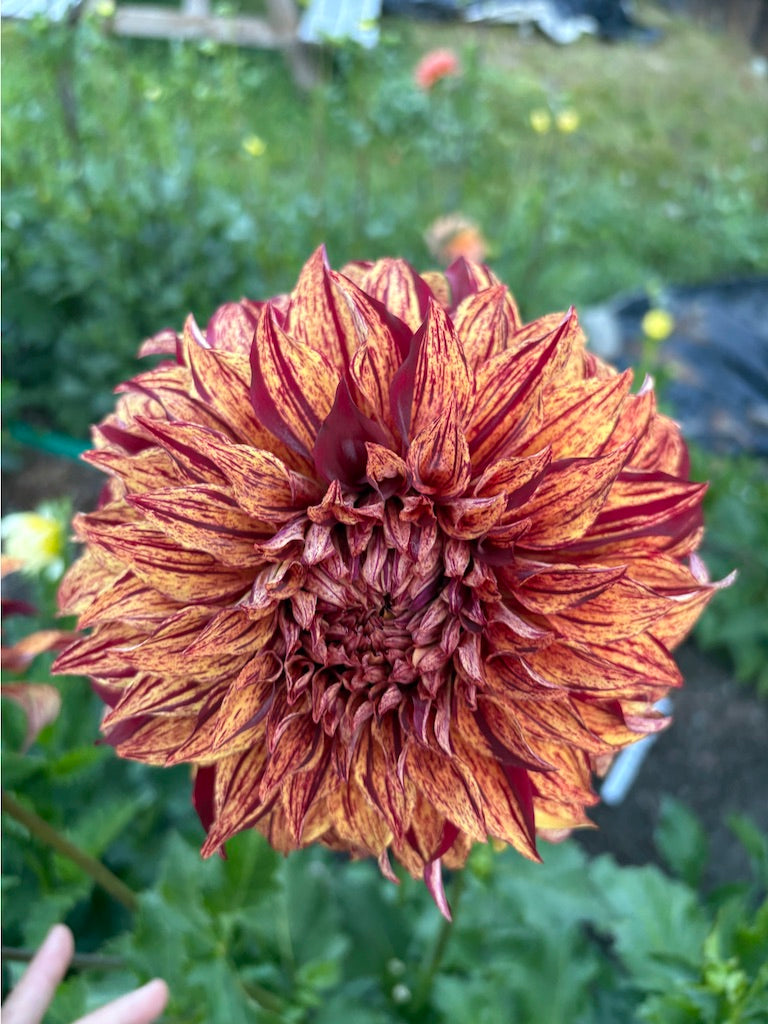 Harvey Koop Dahlia Tuber