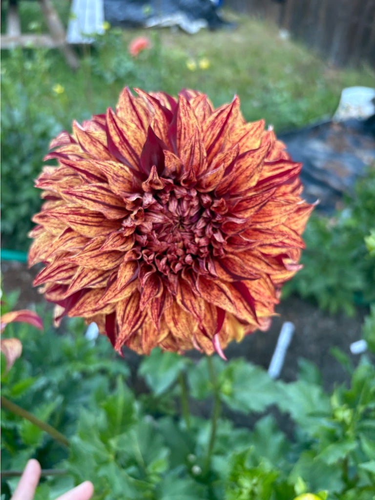 Harvey Koop Dahlia Tuber