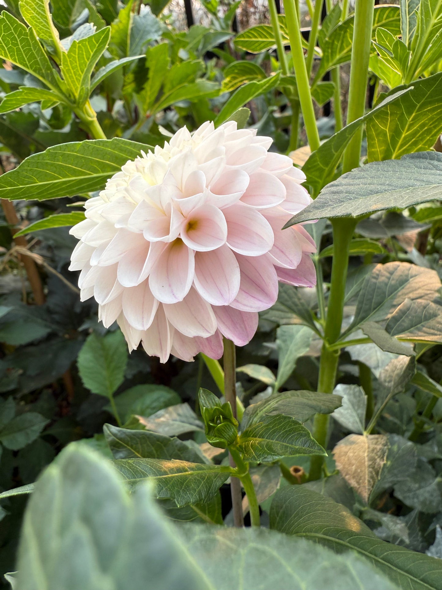 Pink Pearl