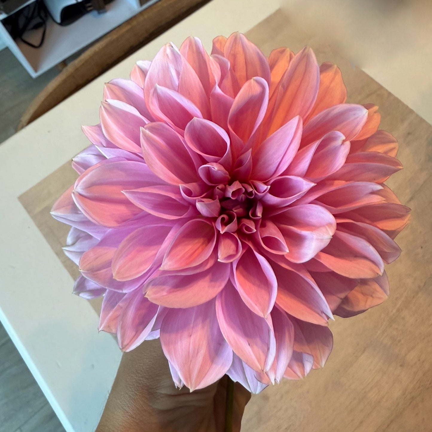 Cafe Au Lait Rose