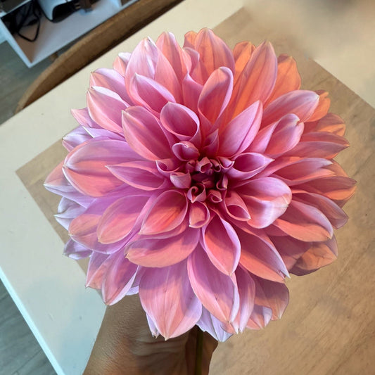 Cafe Au Lait Rose