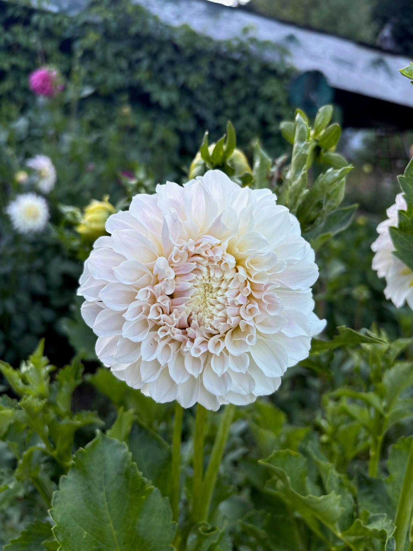 Irish Ruffles