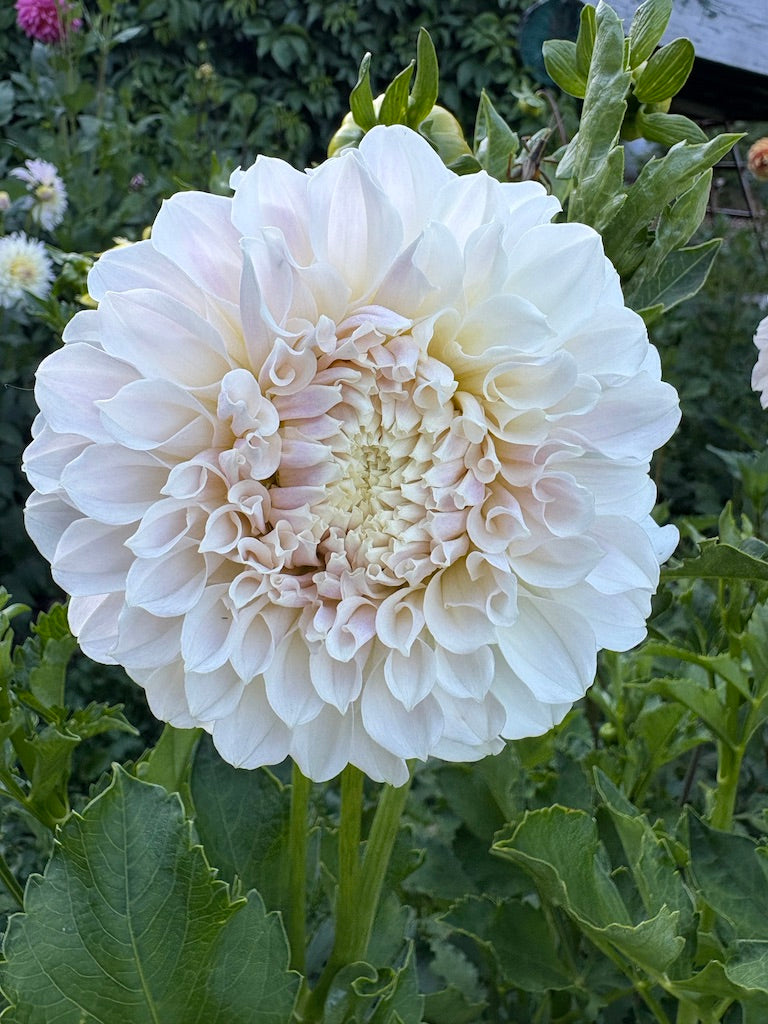 Irish Ruffles Dahlia Tuber