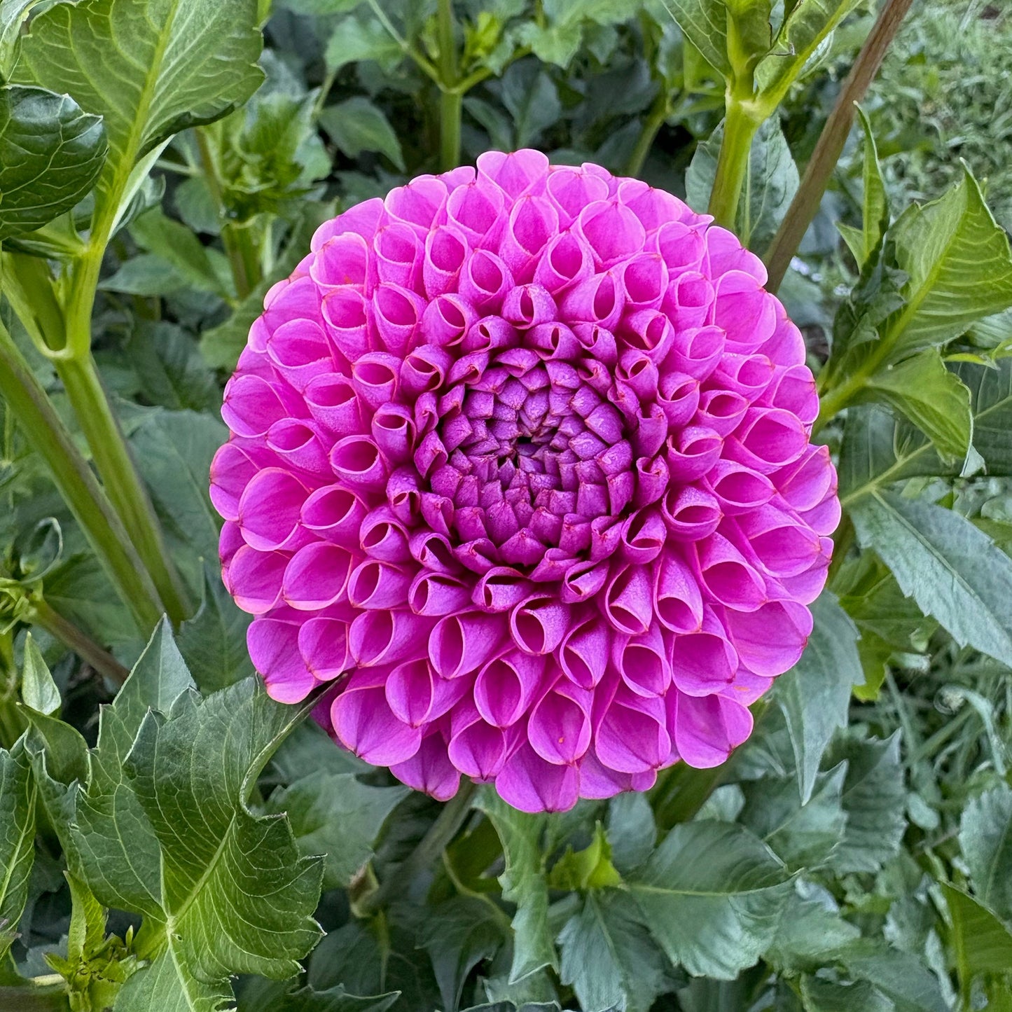 Isabel Dahlia Tuber