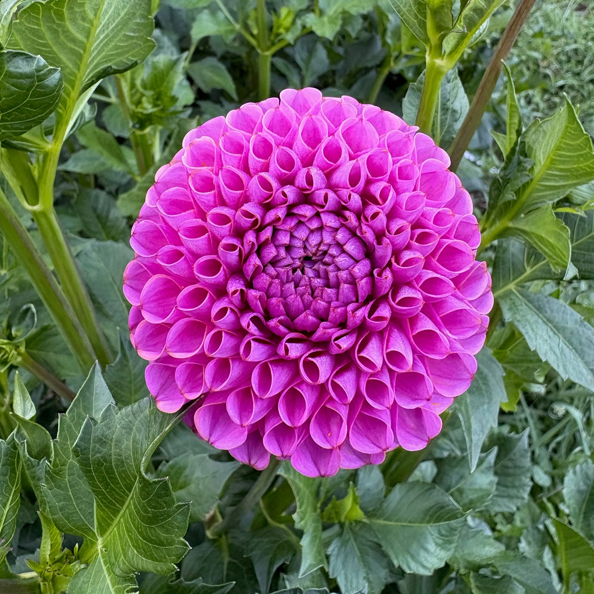 Isabel Dahlia Tuber